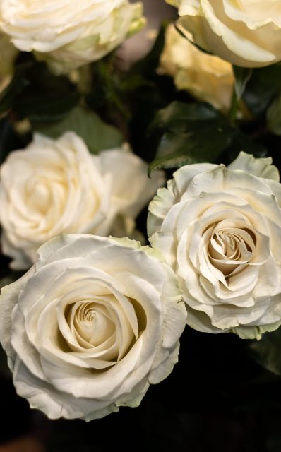 dettaglio rose bianche